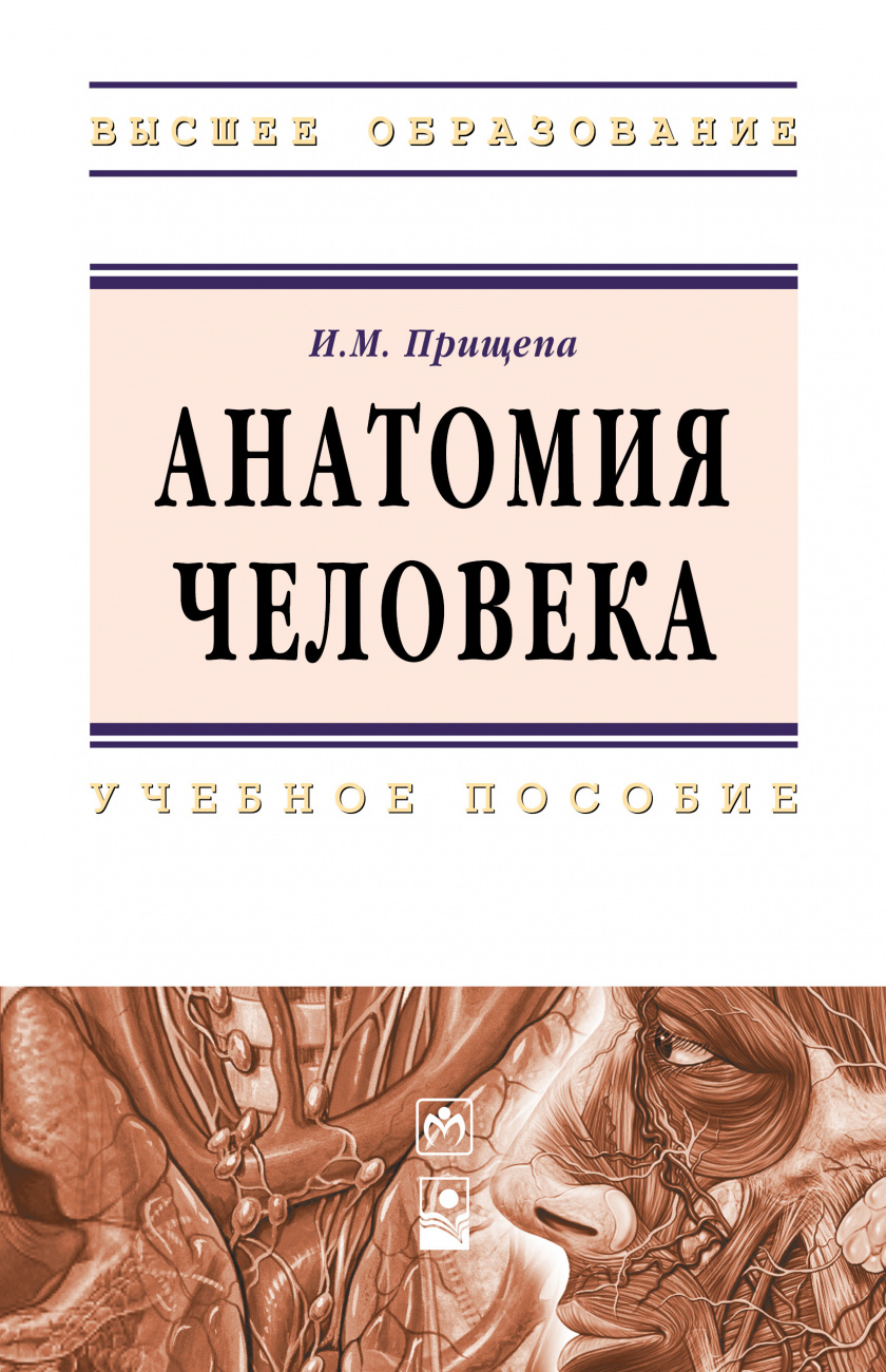 Анатомия человека