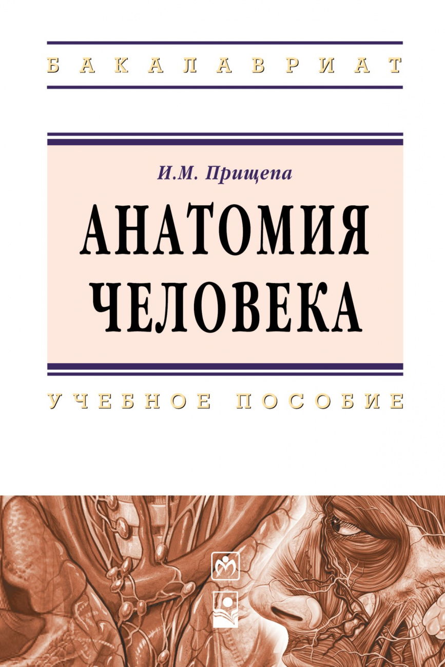 Анатомия человека