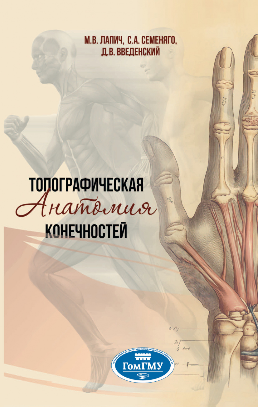 Топографическая анатомия конечностей