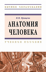 Анатомия человека